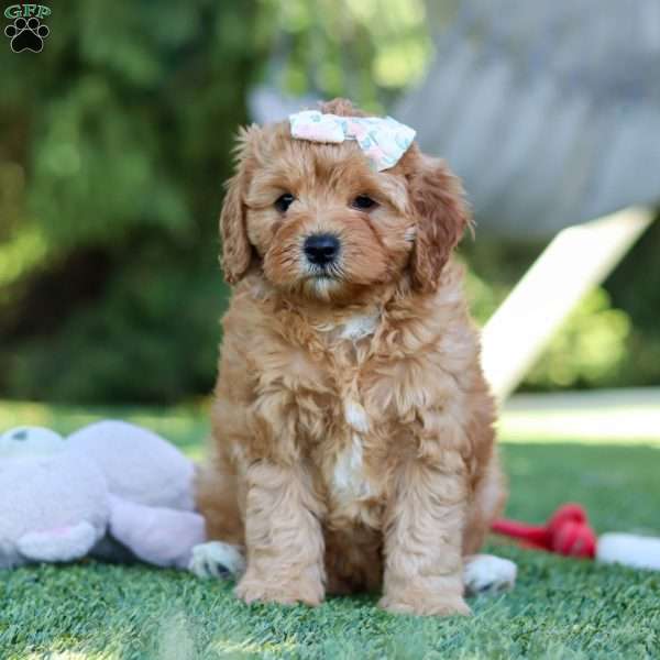 Emma, Cavapoo Puppy